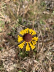Helenium flexuosum