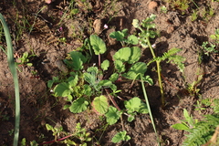 (c) Tony Rebelo, some rights reserved (CC BY-SA) Pelargonium althaeoides, photograph (c) Tony Rebelo, some rights reserved (CC BY-SA)