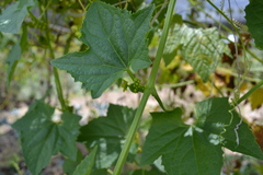 Cyclanthera