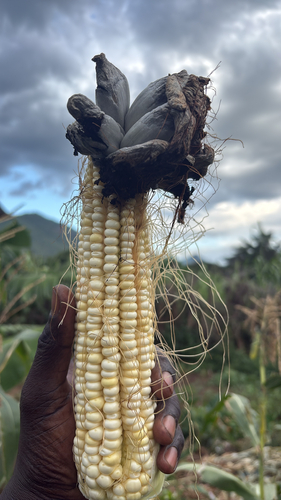 Maize