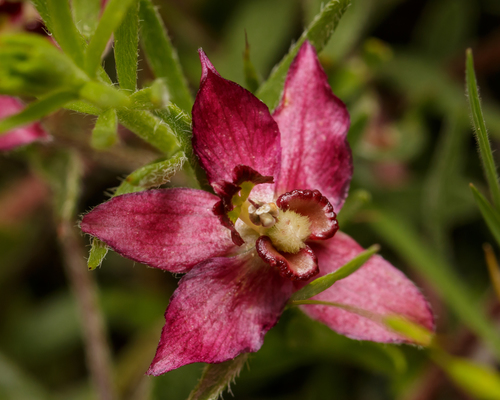 Krameria lanceolata
