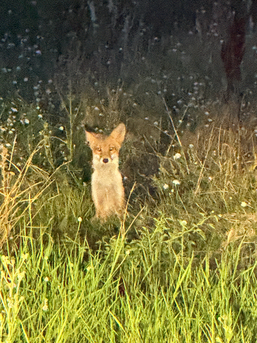 Red Fox