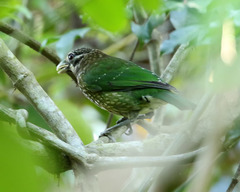 Ailuroedus maculosus