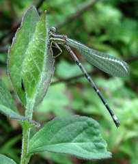Argia bipunctulata