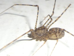 Scytodes longipes
