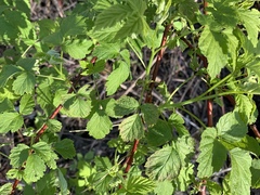 Rubus