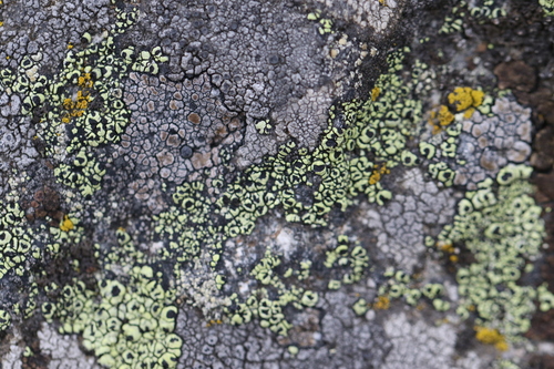 Rhizocarpon lecanorinum, 2026-08-07