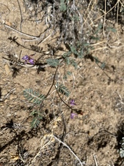Astragalus inyoensis