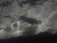 Limnostylochus