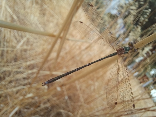 Migrant Spreadwing