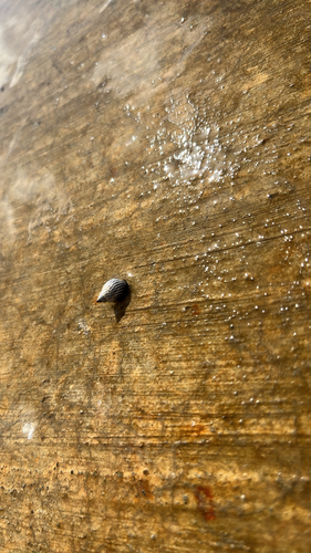 Littorina ziczac, 2026-08-17