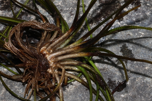Isoetes echinospora observed 2026-08-17