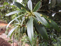 Drimys granadensis
