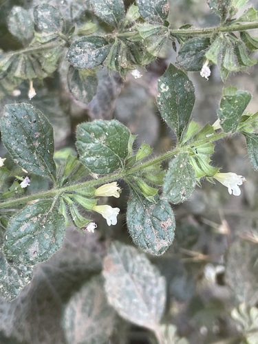 lemon balm