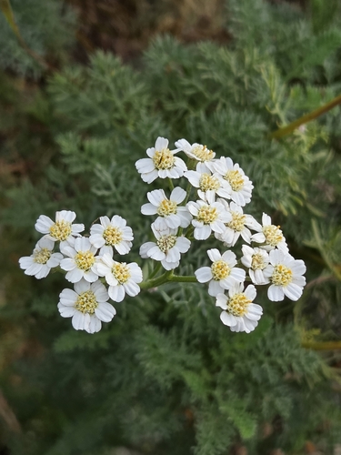 Achillea abrotanoides