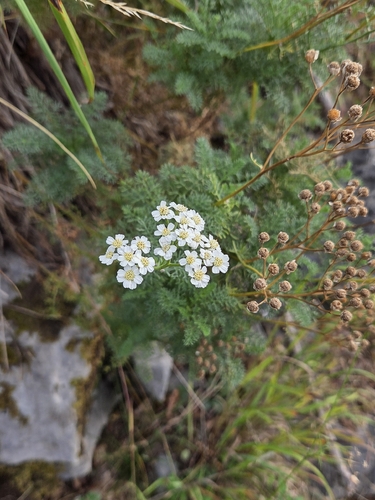 Achillea abrotanoides, photograph 2