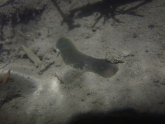 Limnostylochus