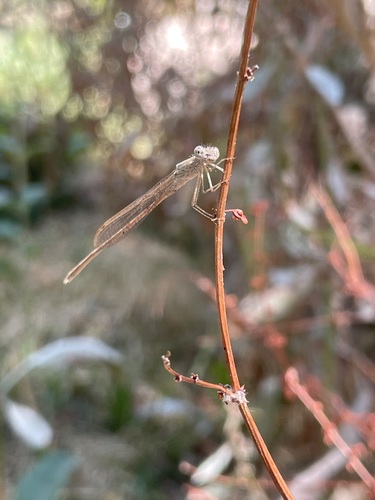 Siberian Winter Damsel