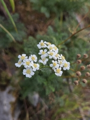 Achillea abrotanoides, photograph (c) David Pereira, some rights reserved (CC BY)