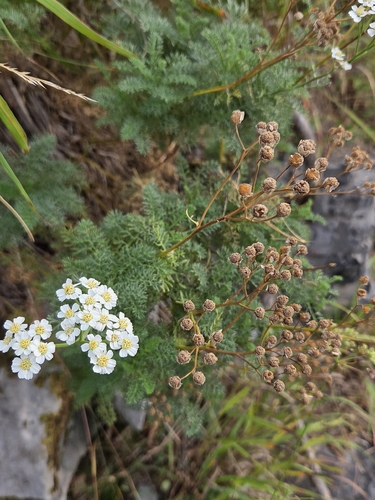 Achillea abrotanoides, photograph 4