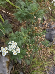 Achillea abrotanoides, photograph (c) David Pereira, some rights reserved (CC BY)