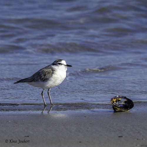 iNaturalist image