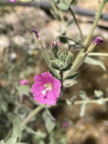 Great Willowherb