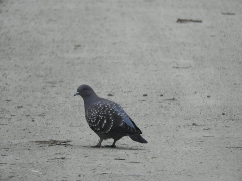 Spot-winged Pigeon