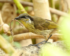 Gavicalis versicolor