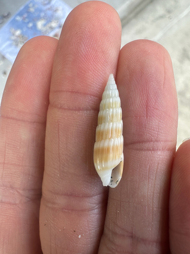 Hastula hastata, 2026-08-17