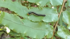 Lepidoptera