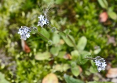 Myosotis stricta