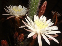 Nyctocereus serpentinus