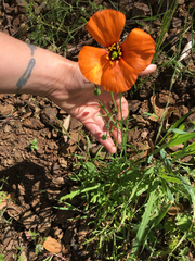 Papaver heterophyllum