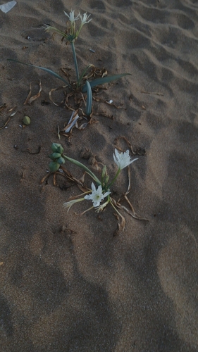 Sea Daffodil