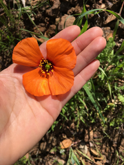 Papaver heterophyllum