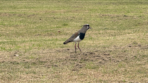 Southern Lapwing