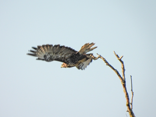 Common Buzzard