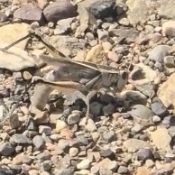 Two-striped Grasshopper
