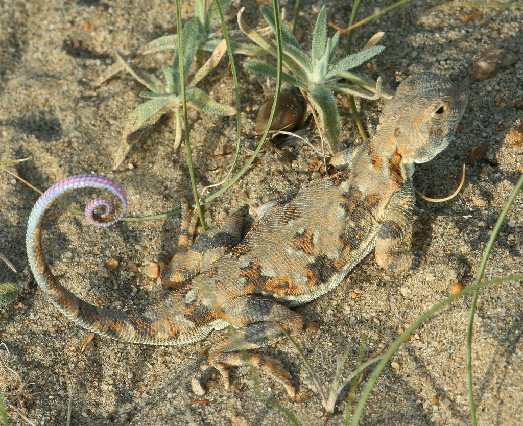 Reticulated Toad-Headed Agama