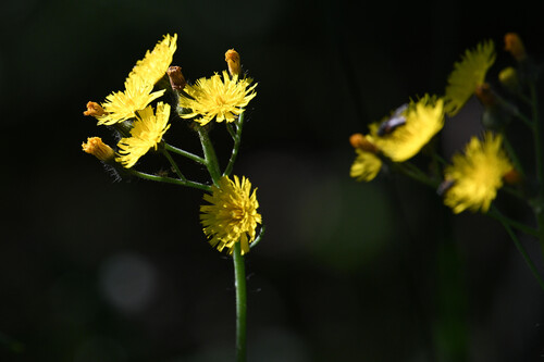 Pilosella floribunda, 2026-08-13