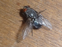 Calliphora