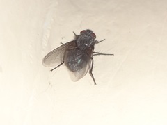 Calliphora