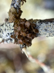 Tuckermanopsis sepincola