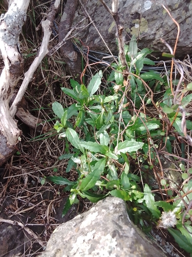 Senecio matatini observed 2026-08-08