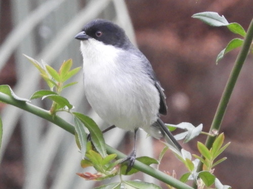 Black-capped Warbling-Finch
