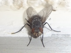 Calliphora