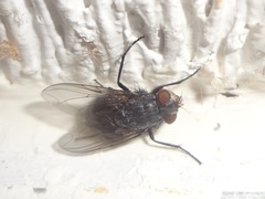 Calliphora