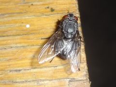 Calliphora