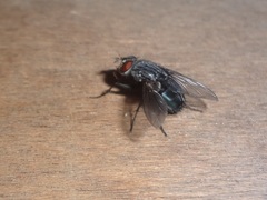 Calliphora